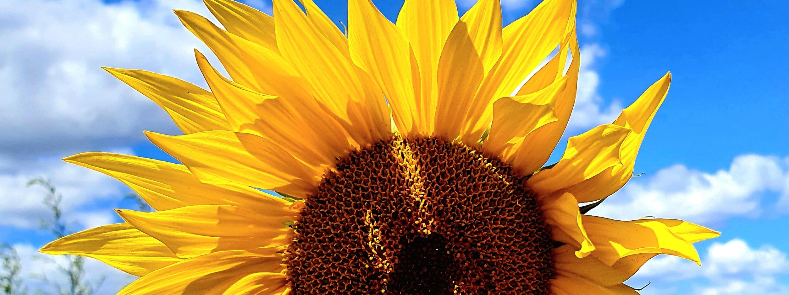 Sonnenblume