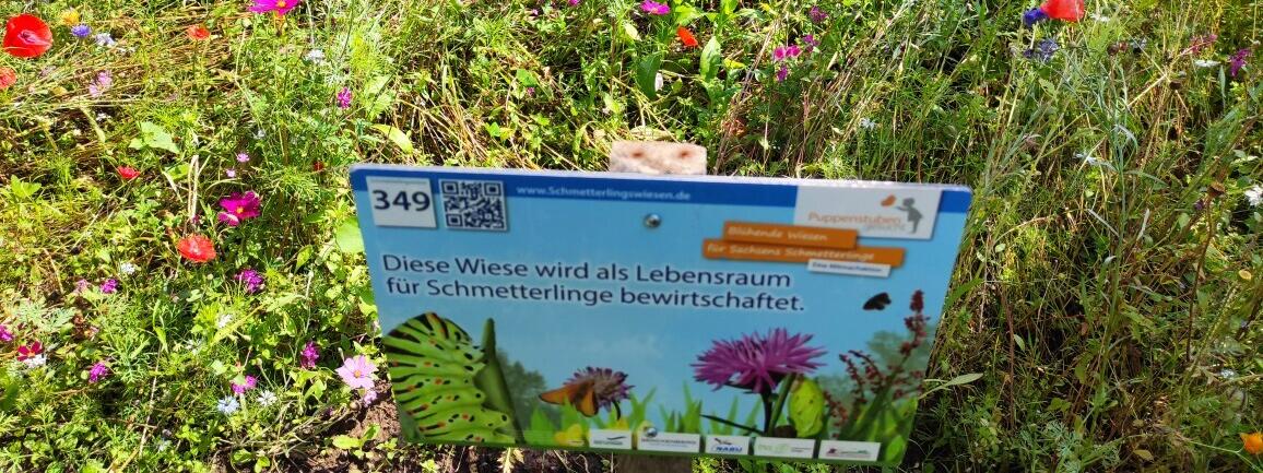 Bunte Schmetterlingswiese mit Schild
