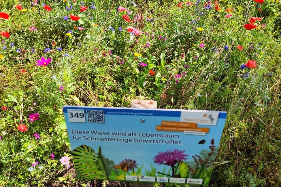 Bunte Schmetterlingswiese mit Schild