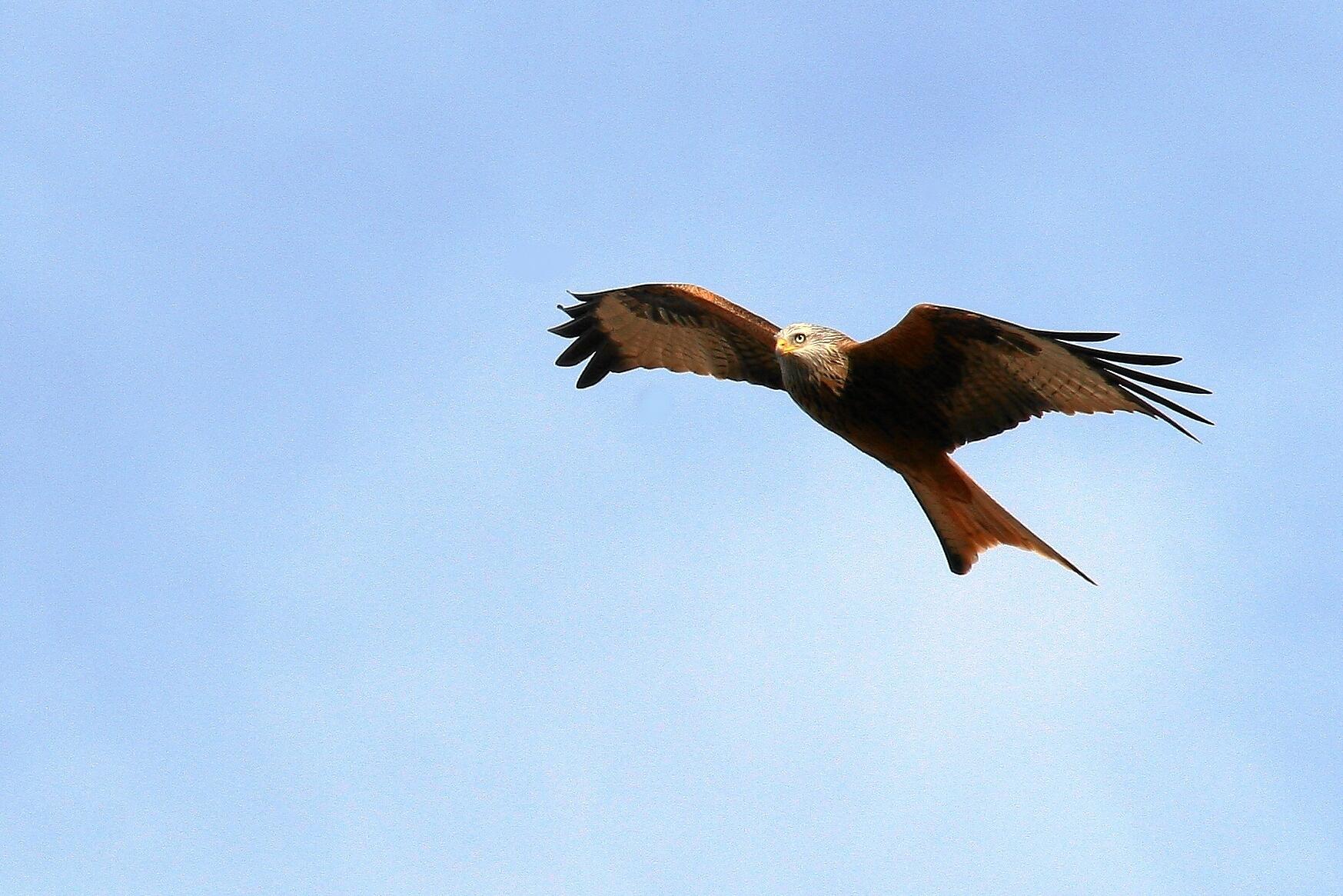 Greifvogel im Flug