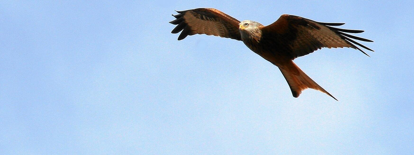 Greifvogel im Flug