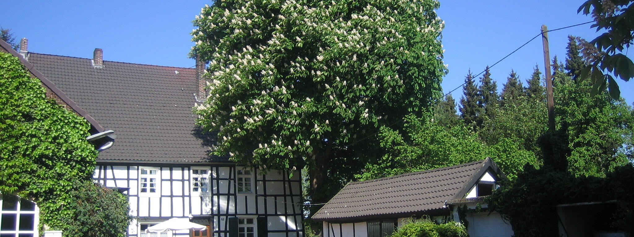 Dorfidylle: Fachwerkhaus mit Kastanienbaum