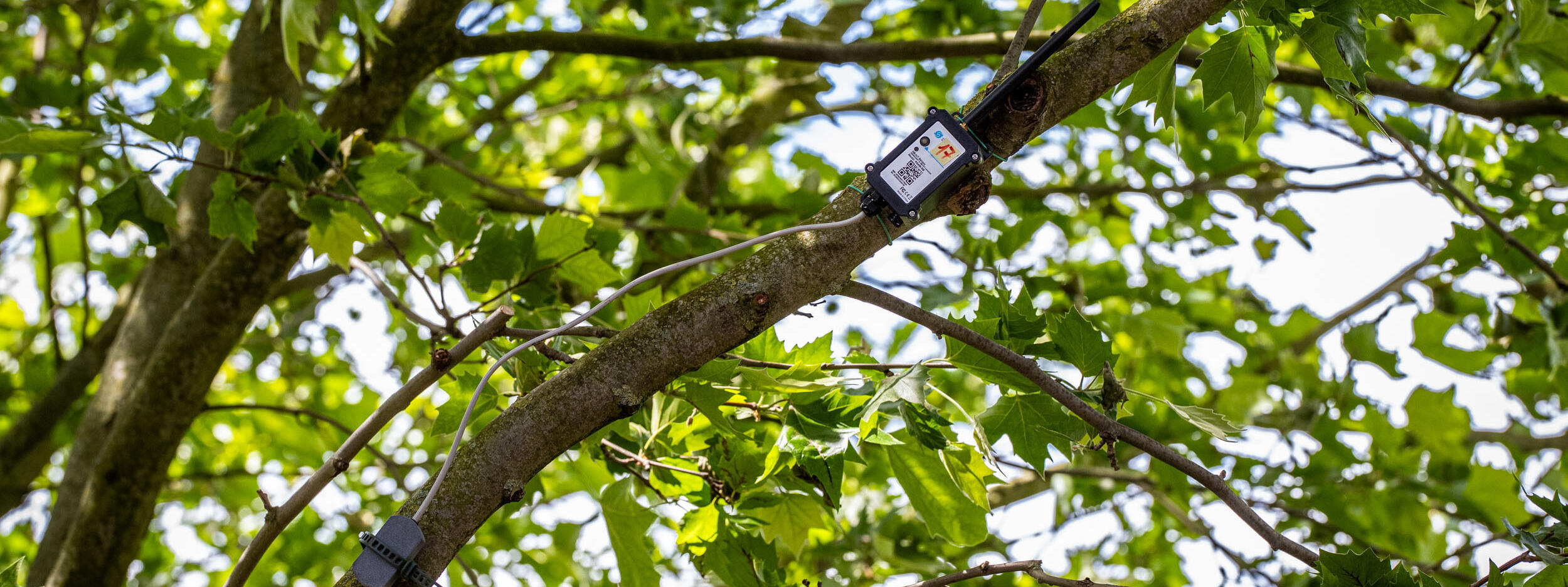 Baumsensoren messen im Kronenbereich den Wassergehalt