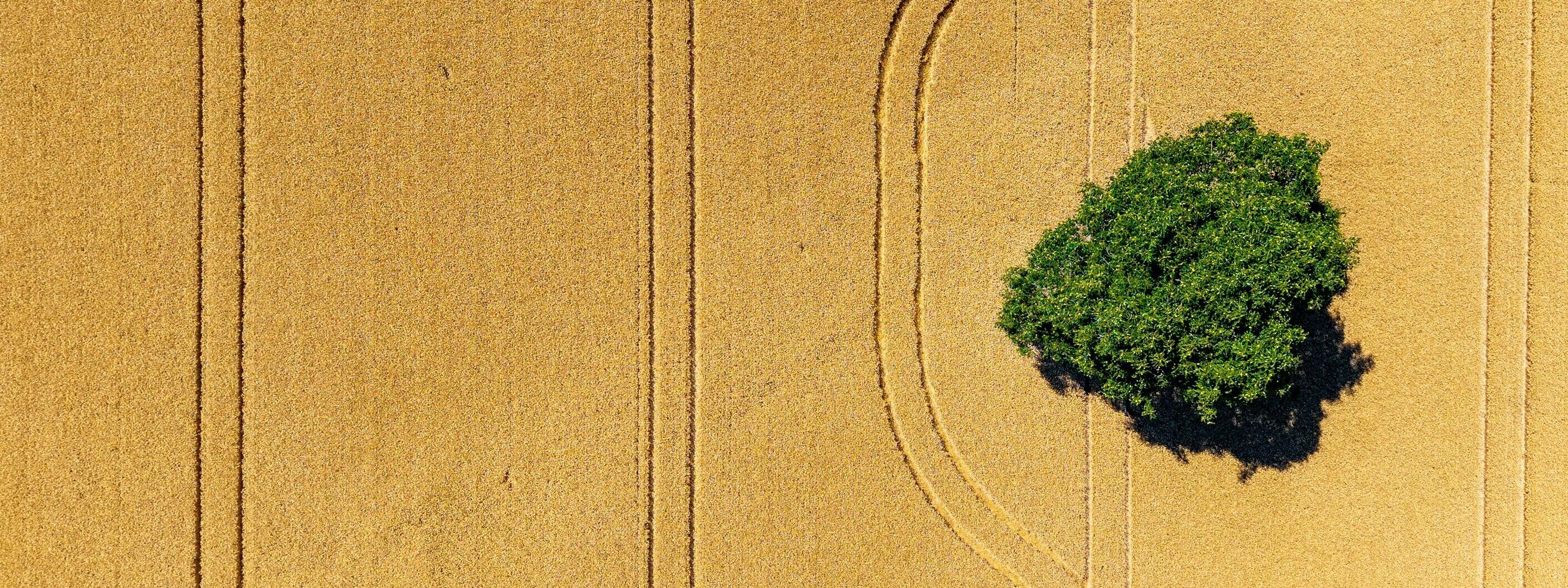 Weizenfeld mit Fahrspuren und einem einsamen Baum - von oben fotografiert.