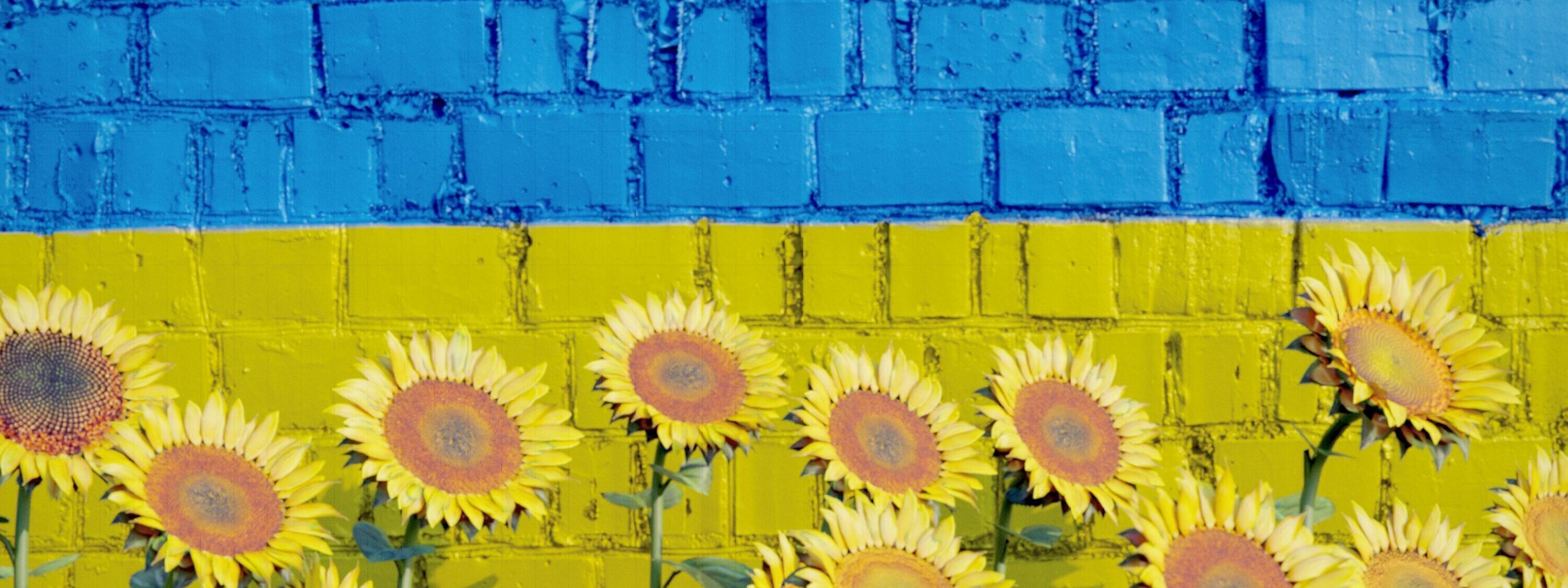 Sonnenblumen vor einer gelb-blauen Mauer
