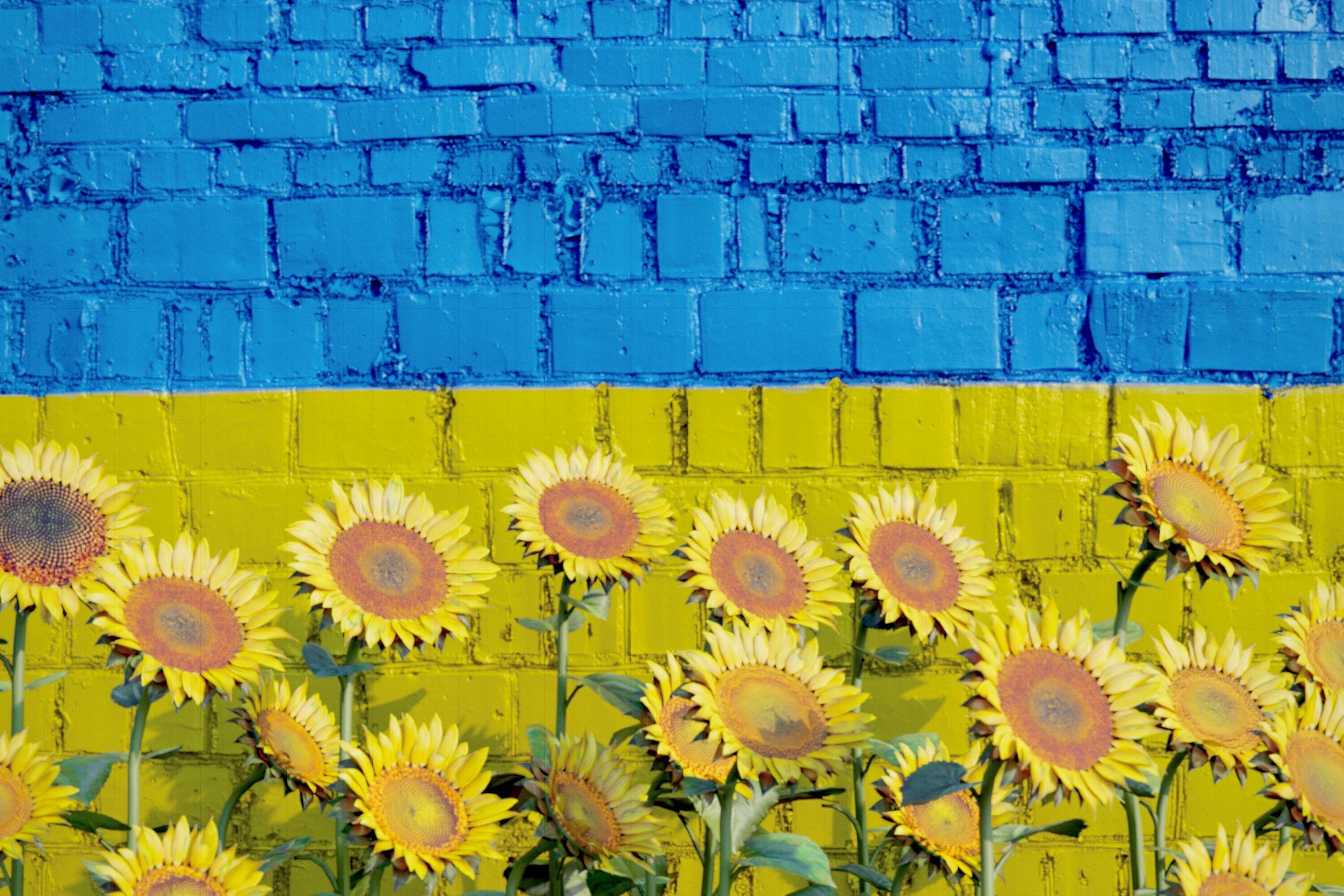 Sonnenblumen vor einer gelb-blauen Mauer