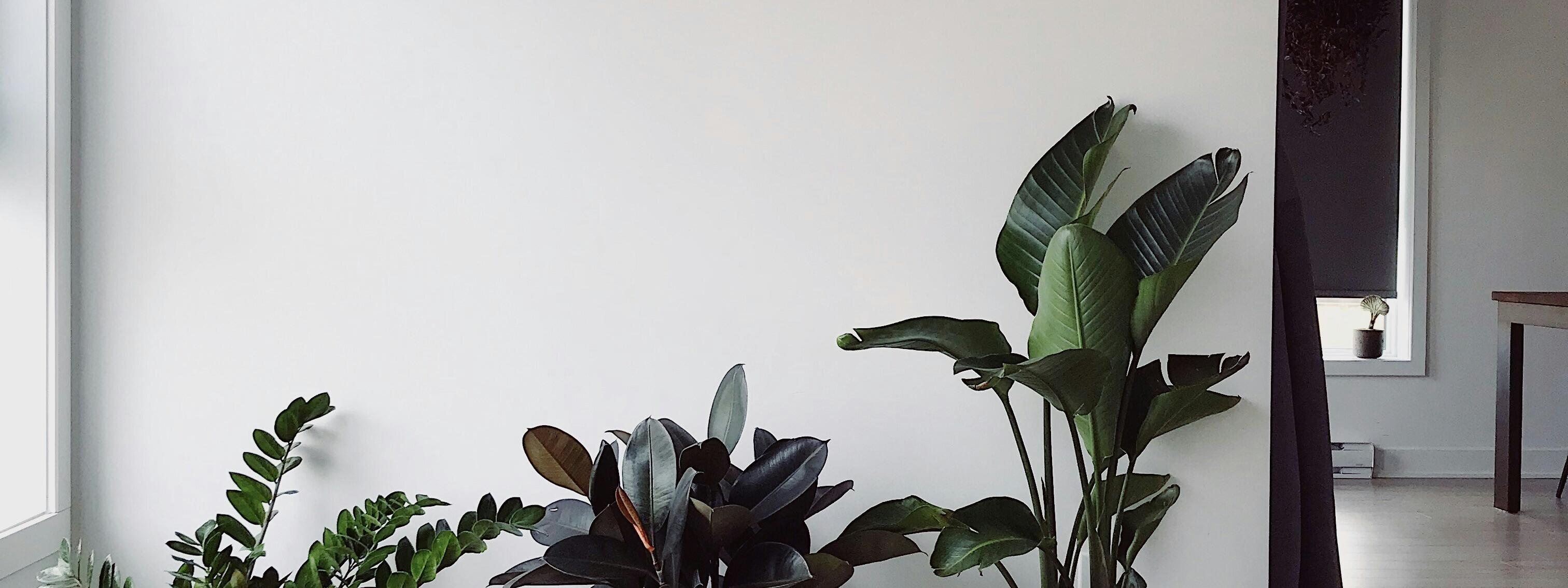 Ein Zimmer mit einer leeren Wand und Grünpflanzen davor. Wohnung oder Büro - kann beides sein.