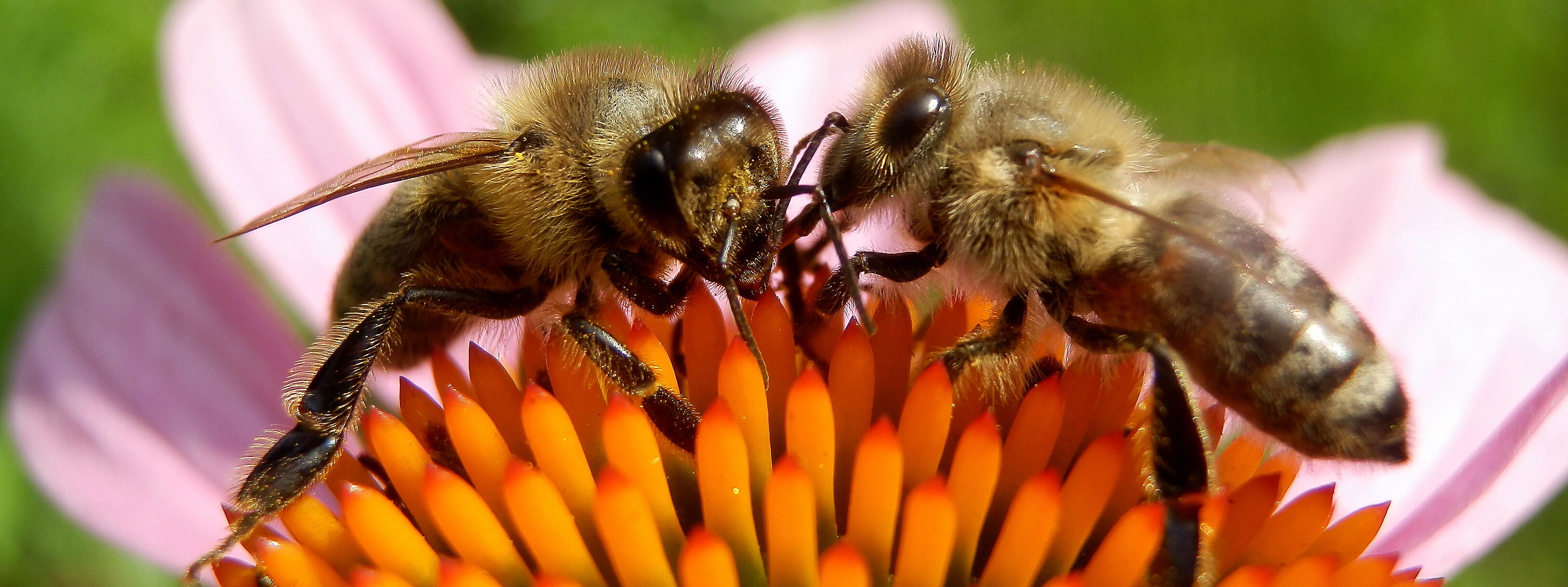 Zwei Bienen auf einer Blüte