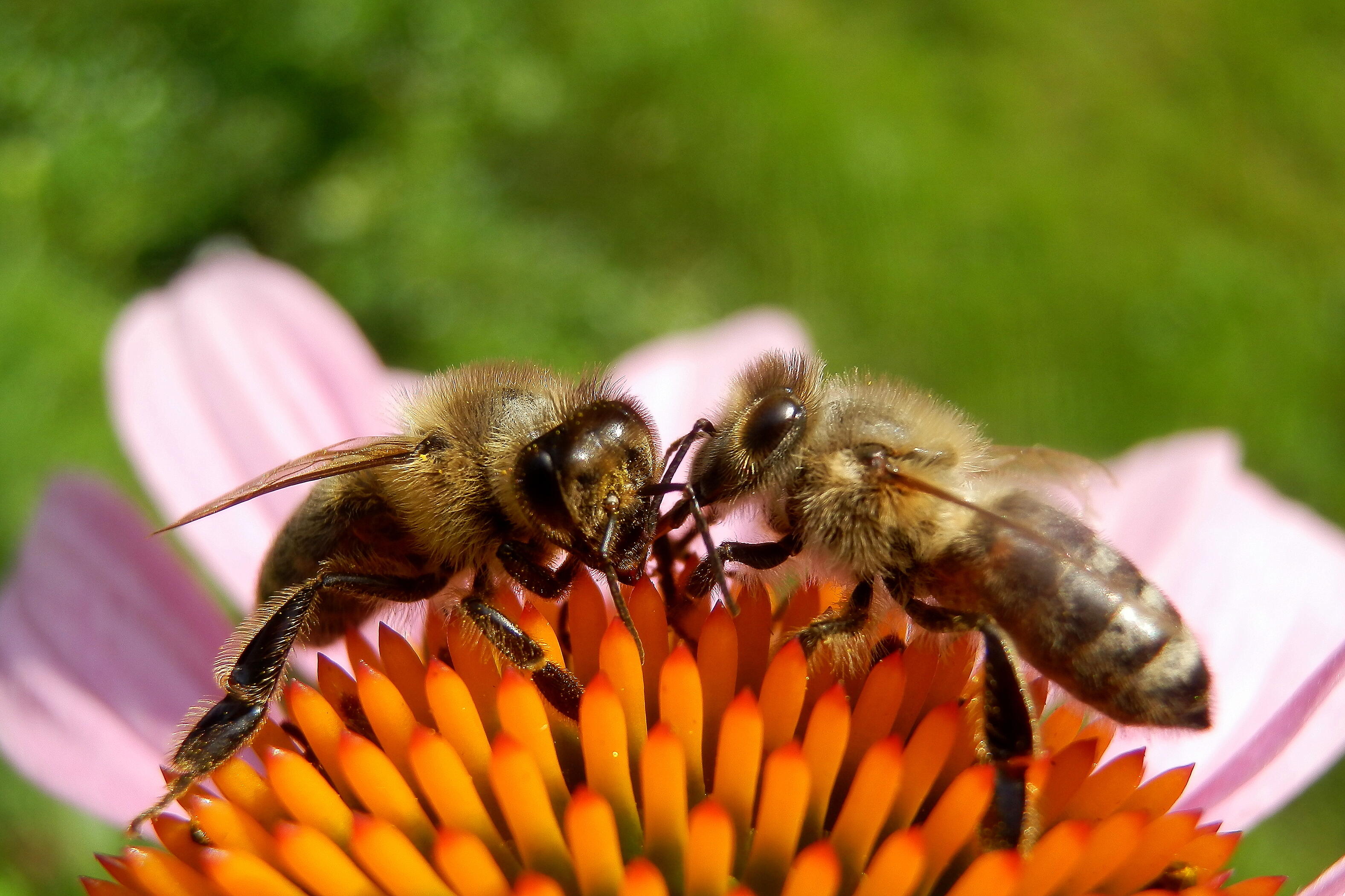 Zwei Bienen auf einer Blüte