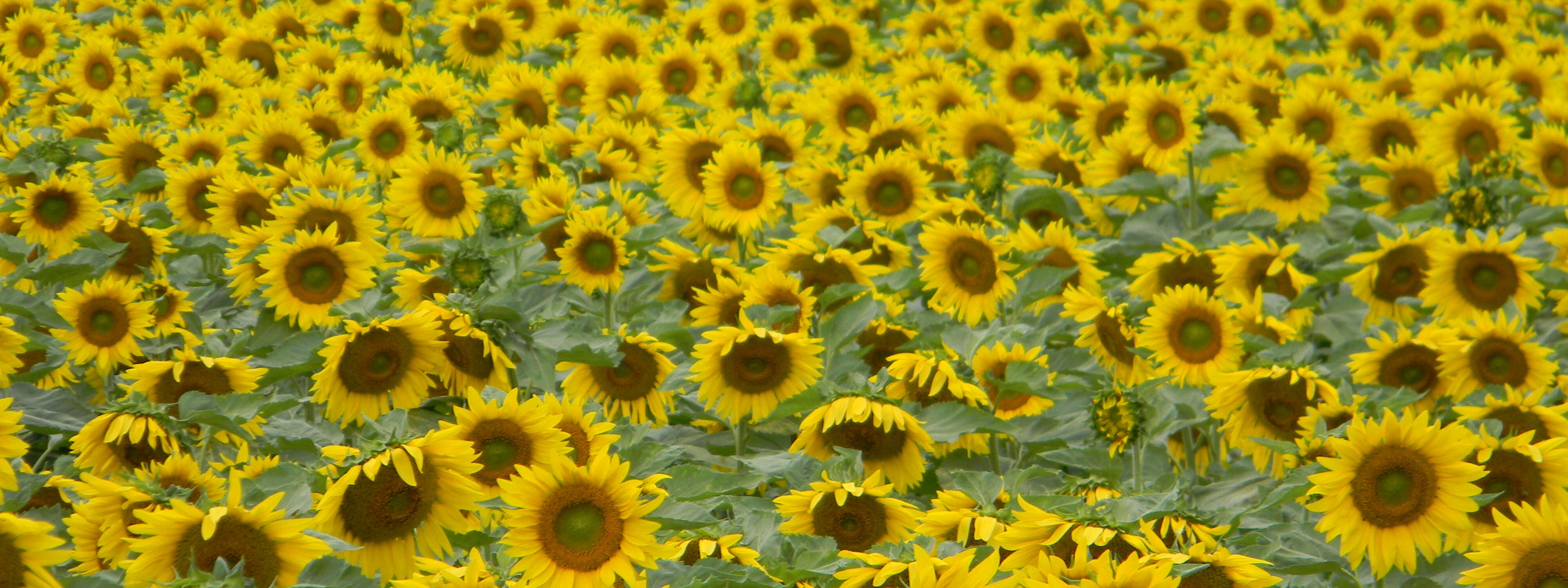 Ein Sonnenblumenfeld