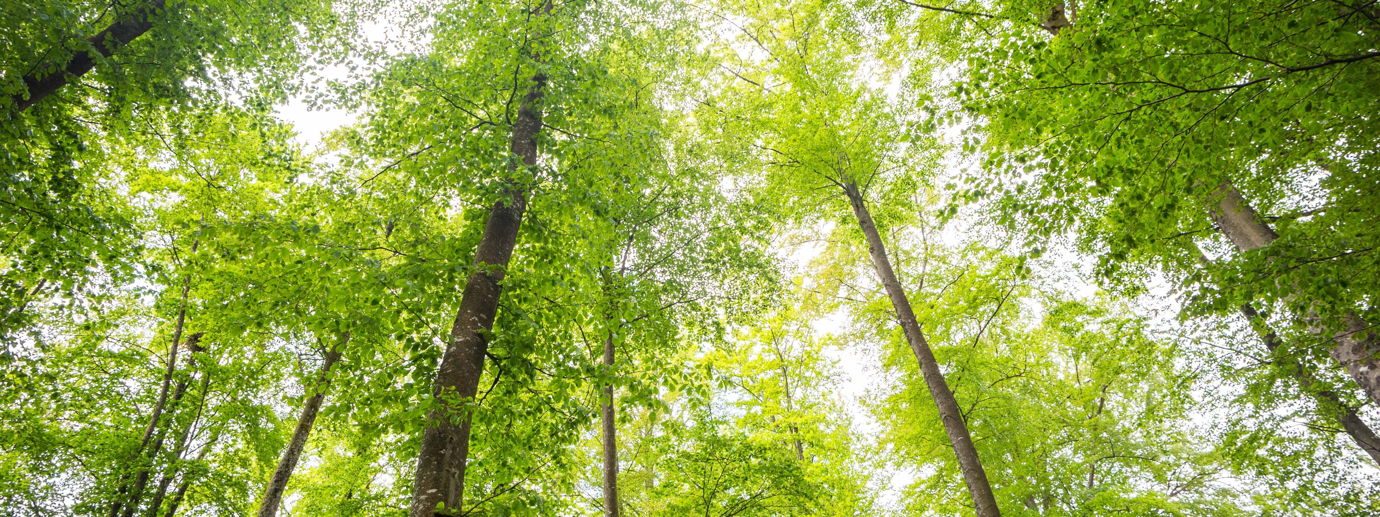 Buchenwald im Frühling - ein Blick nach oben in die lichtdurchfluteten Baumkronen