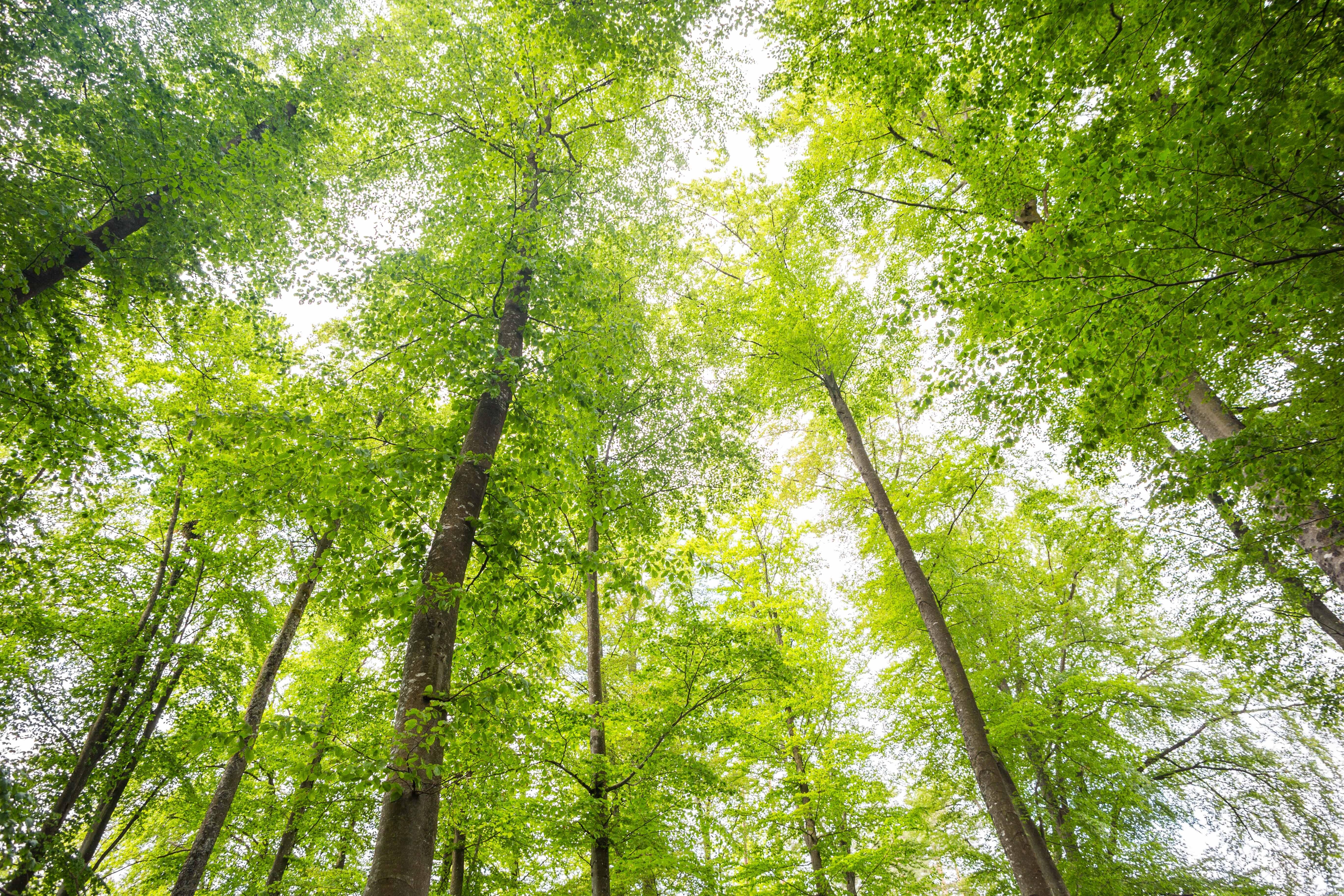 Buchenwald im Frühling - ein Blick nach oben in die lichtdurchfluteten Baumkronen