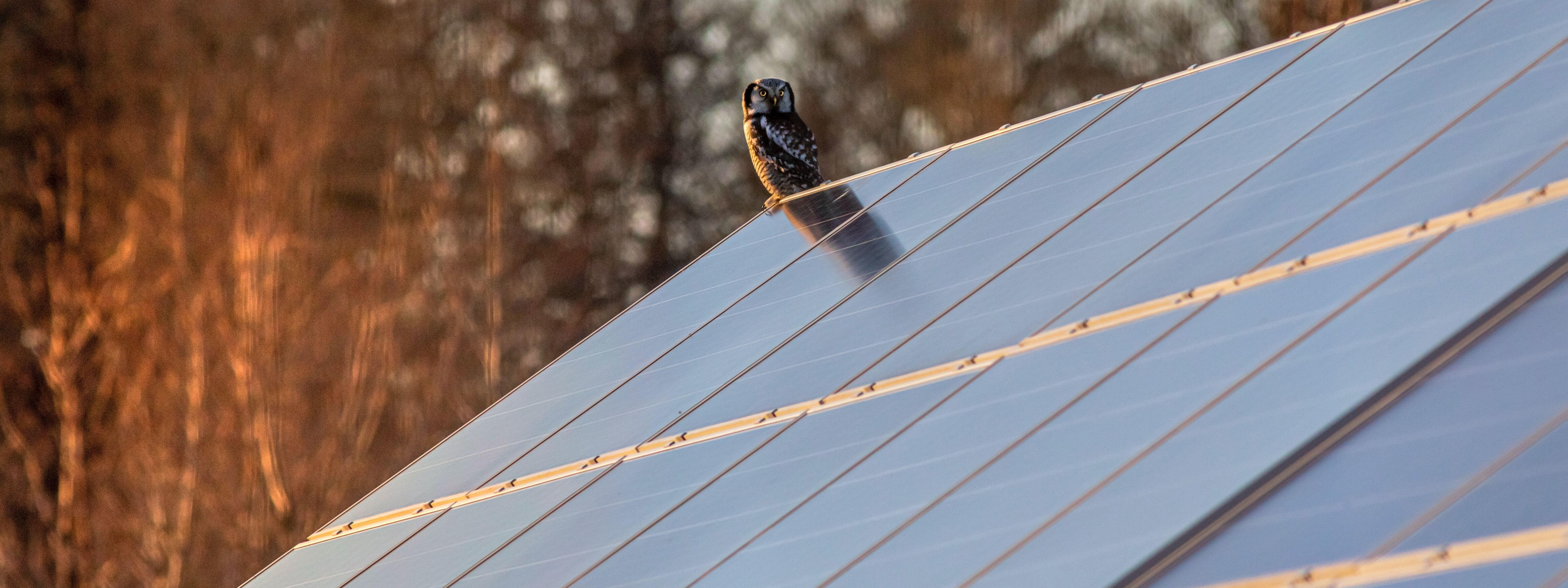 Eine Eule sitzt auf einer Solaranlage